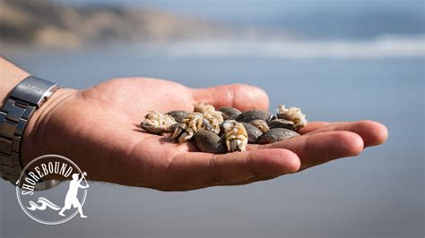sand crabs california|california sand crab regulations.